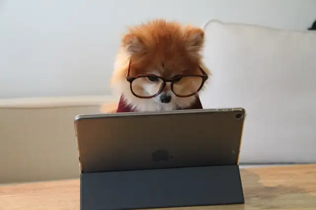Petit chien à lunette qui regarde une tablette apple d'un air sérieux