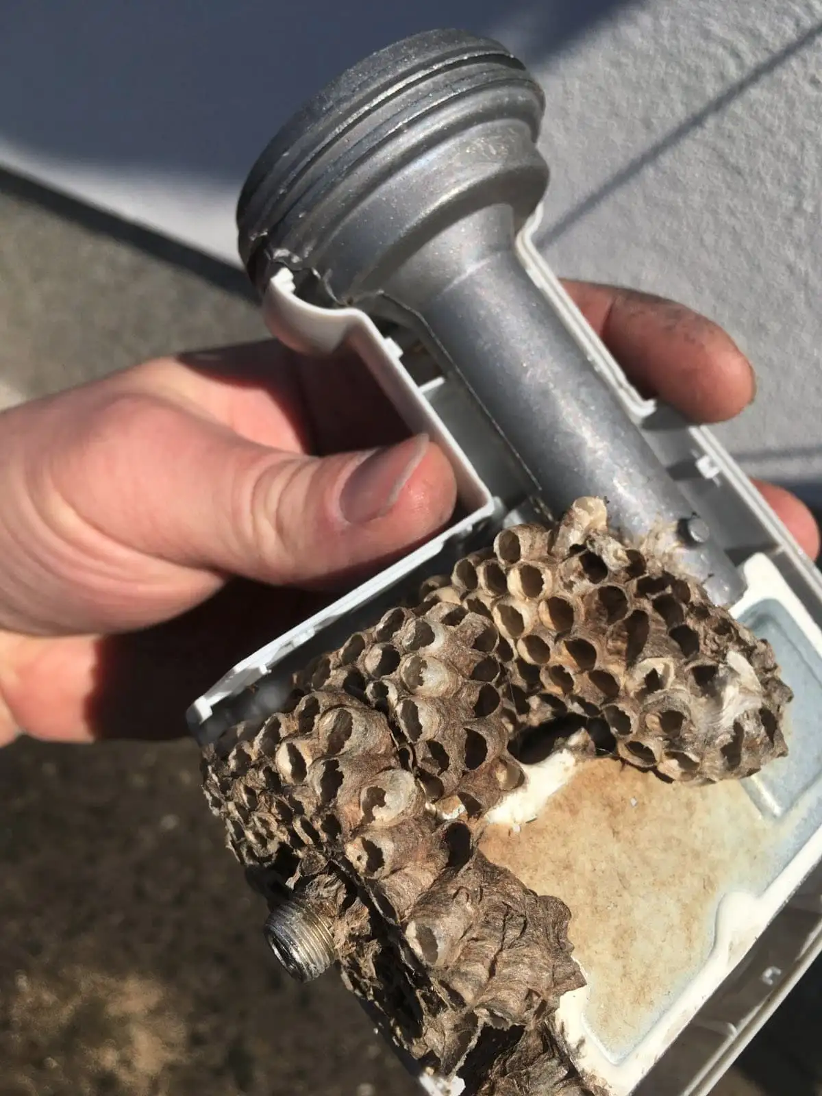 Nid de guêpes dans un morceau d'antenne